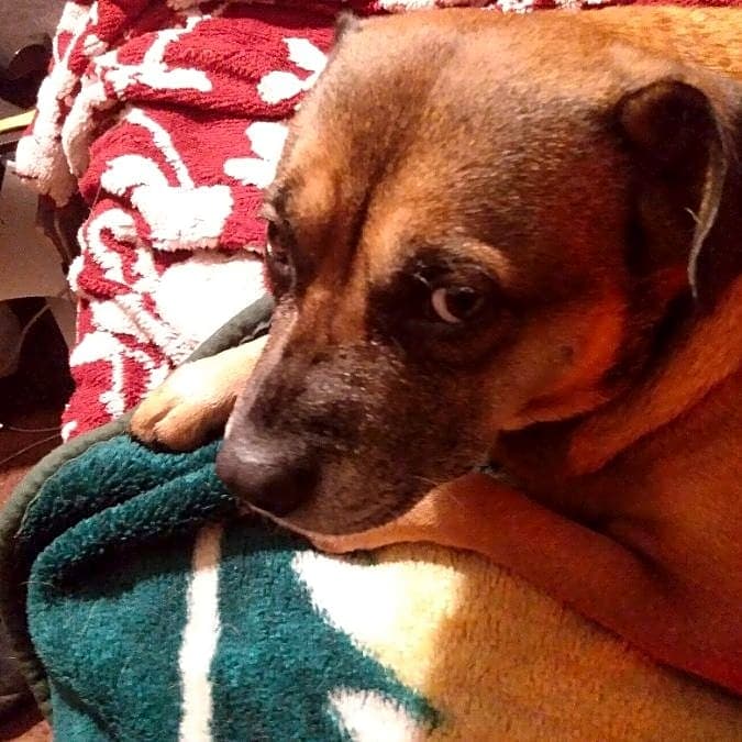 Photo of Lady