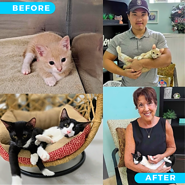 Photo of 15 kittens for spay and neuter