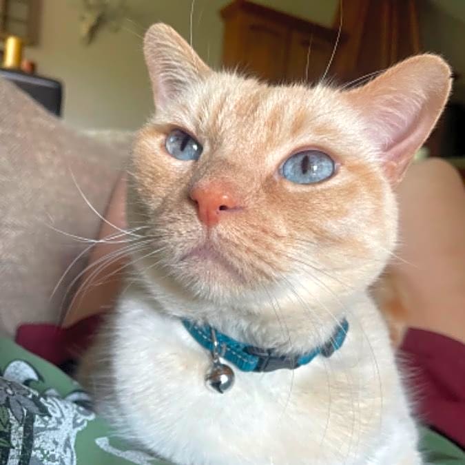 Photo of Lucky