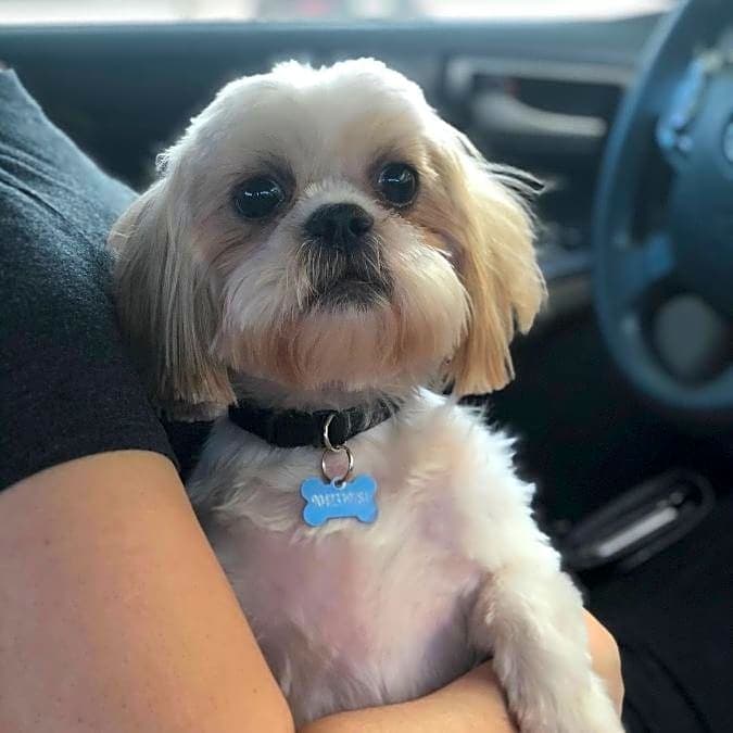 Photo of Chewy
