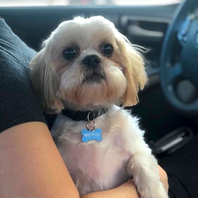 Photo of Chewy