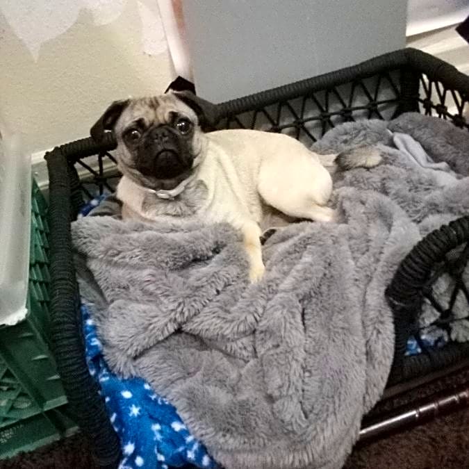 Photo of Pugsley
