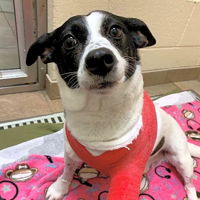 Photo of Piper