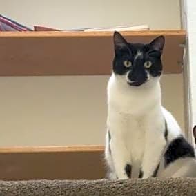 Photo of Kiwi