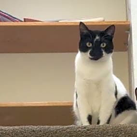 Photo of Kiwi