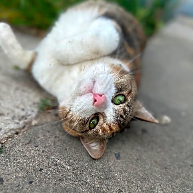 Photo of Kiki