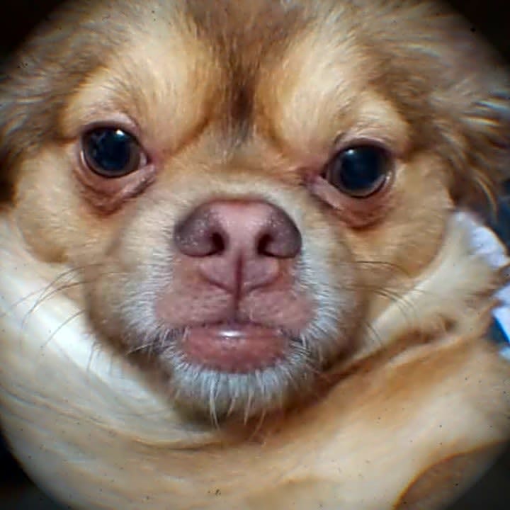 Photo of Bubby