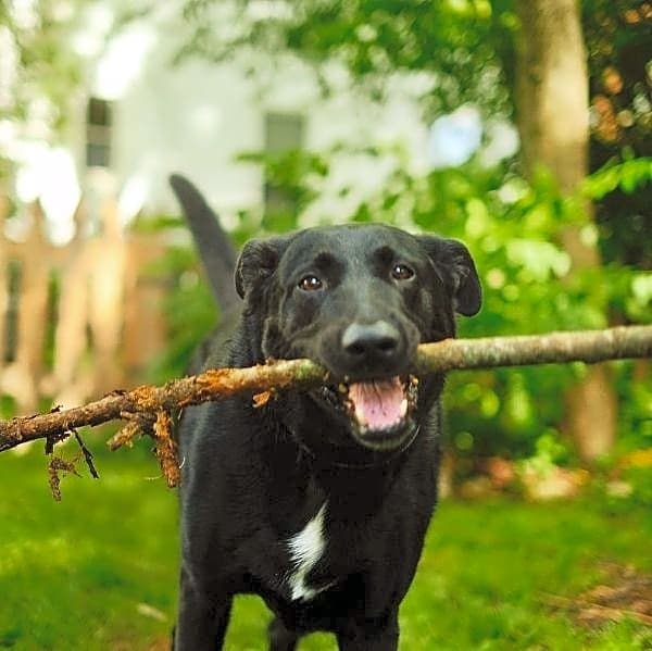 Photo of Fender