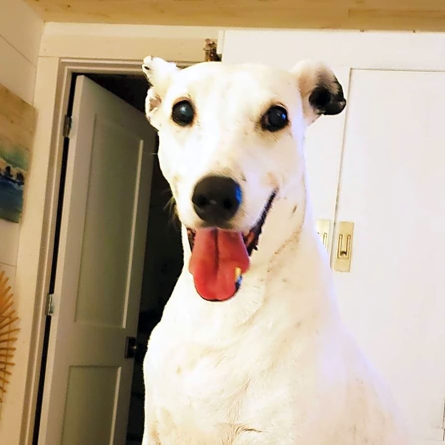 Photo of Otis