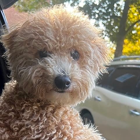 Photo of Teddy