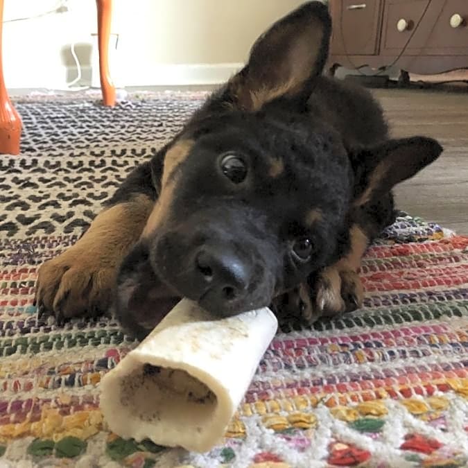 Photo of Brock