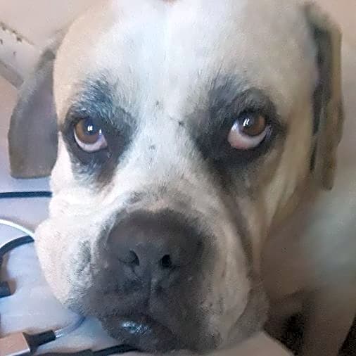 Photo of Remi