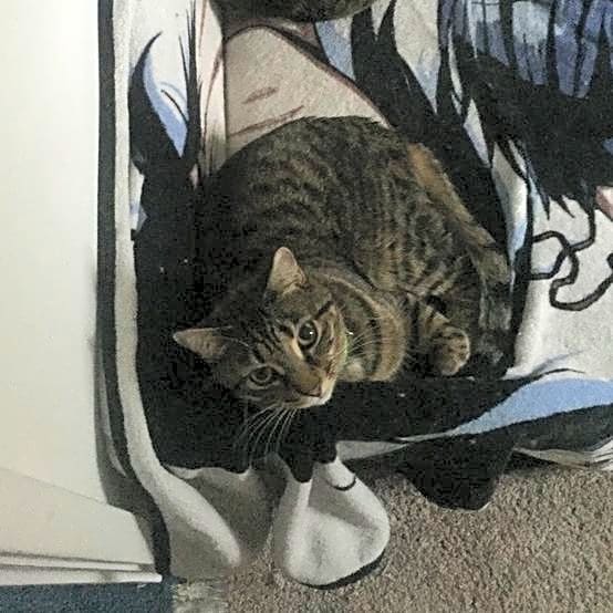 Photo of Finn