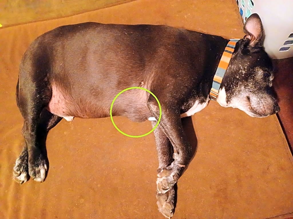 Photo of Chiquilin