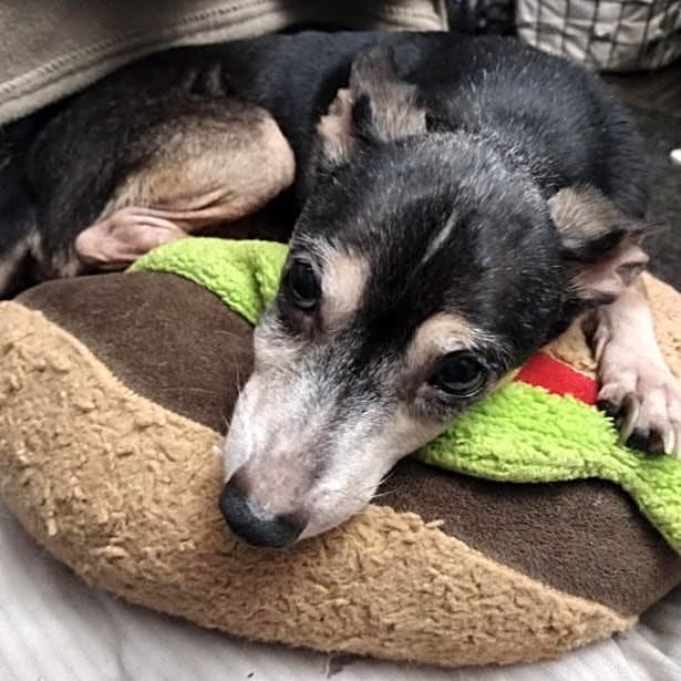 Photo of Rascal
