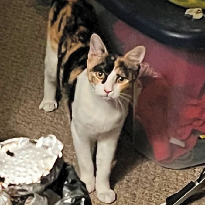 Photo of Sassy