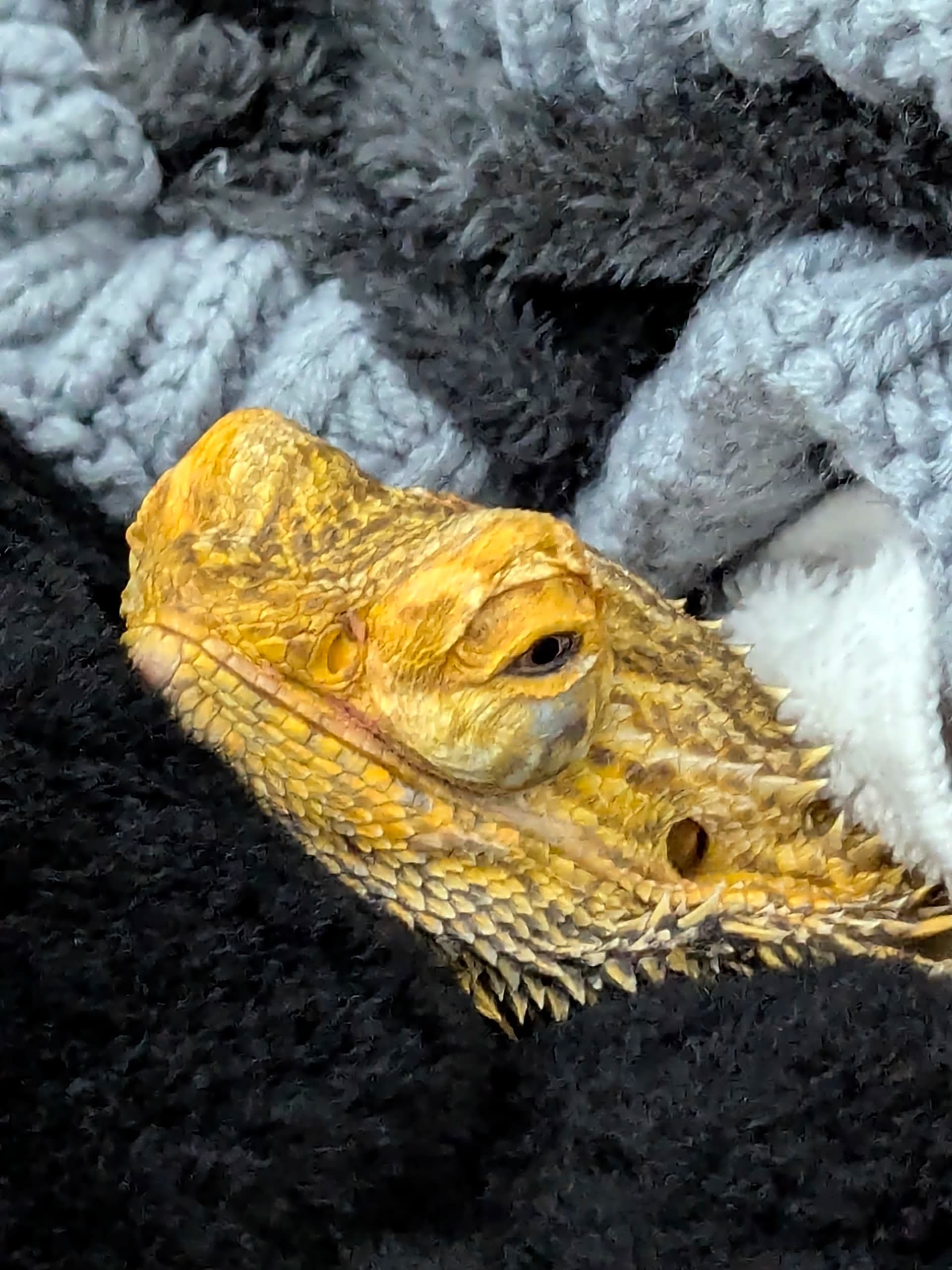 Photo of Diesel Diego