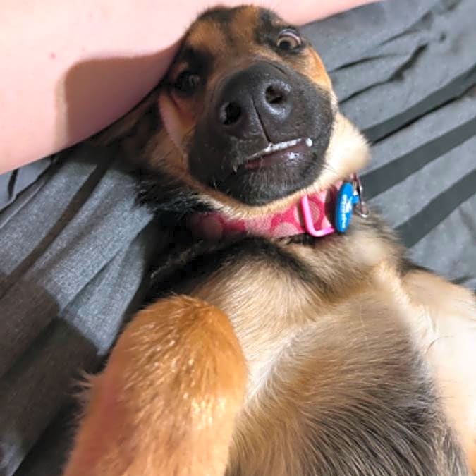 Photo of Muffin