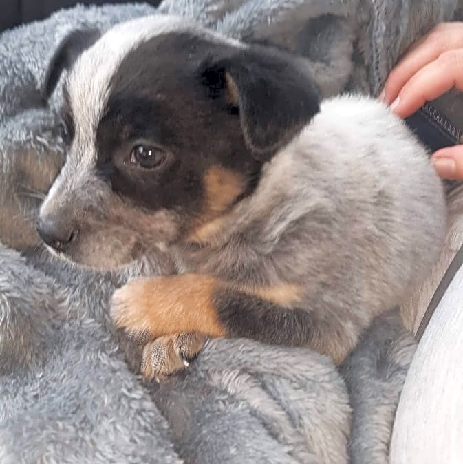Photo of BLUEY