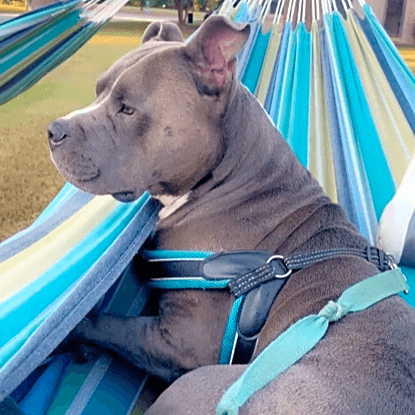 Photo of Deuce