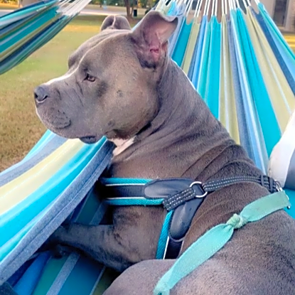 Photo of Deuce