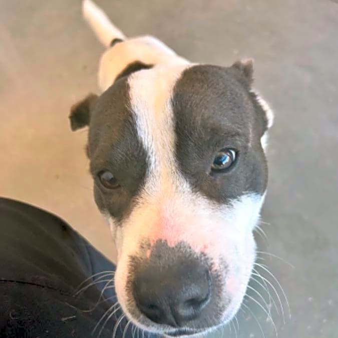 Photo of Apollo