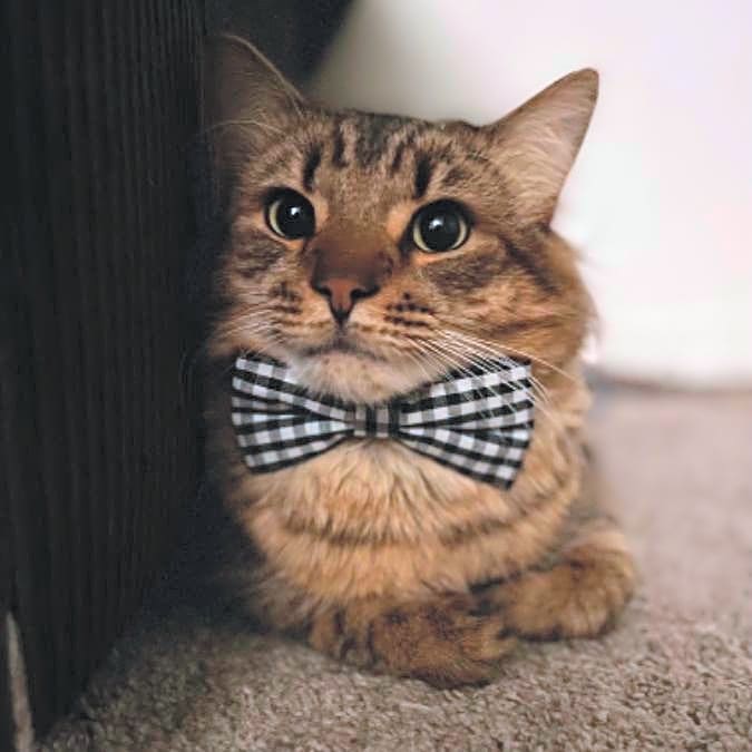Photo of Enzo