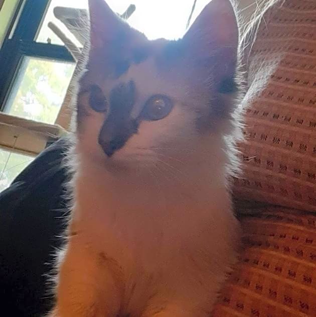 Photo of Pippi