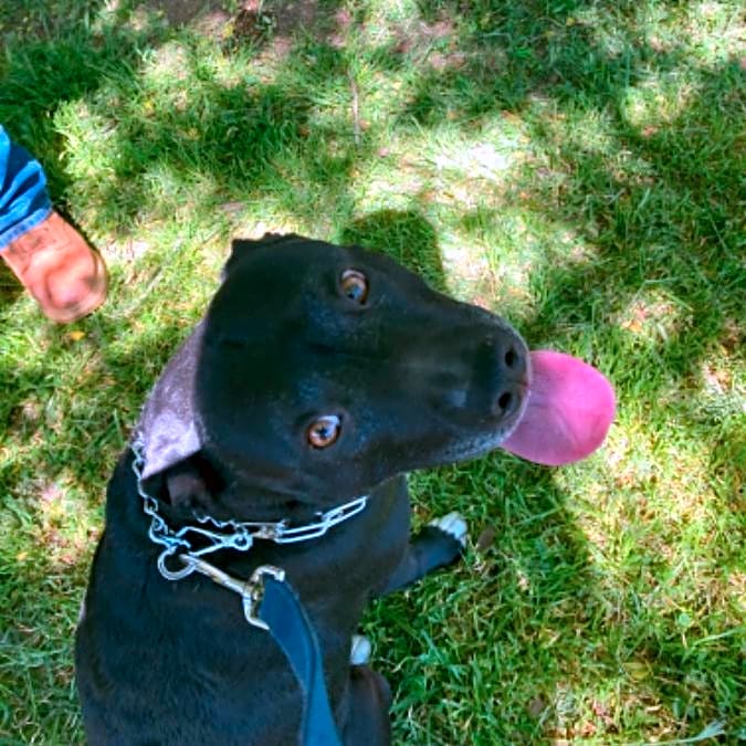 Photo of Riley