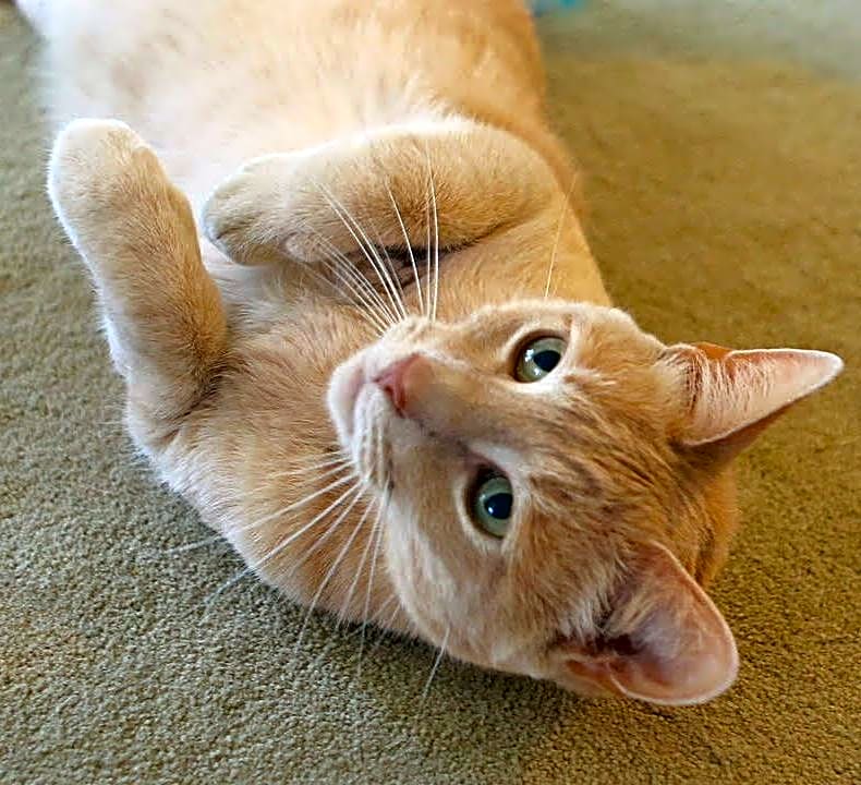 Photo of Phyllo