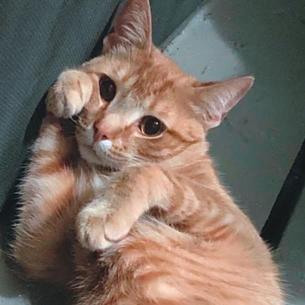 Photo of Odin