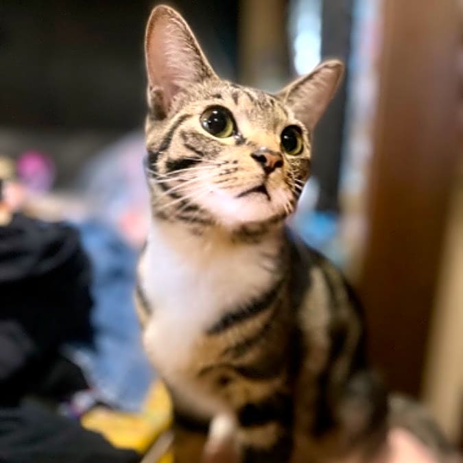 Photo of Mango