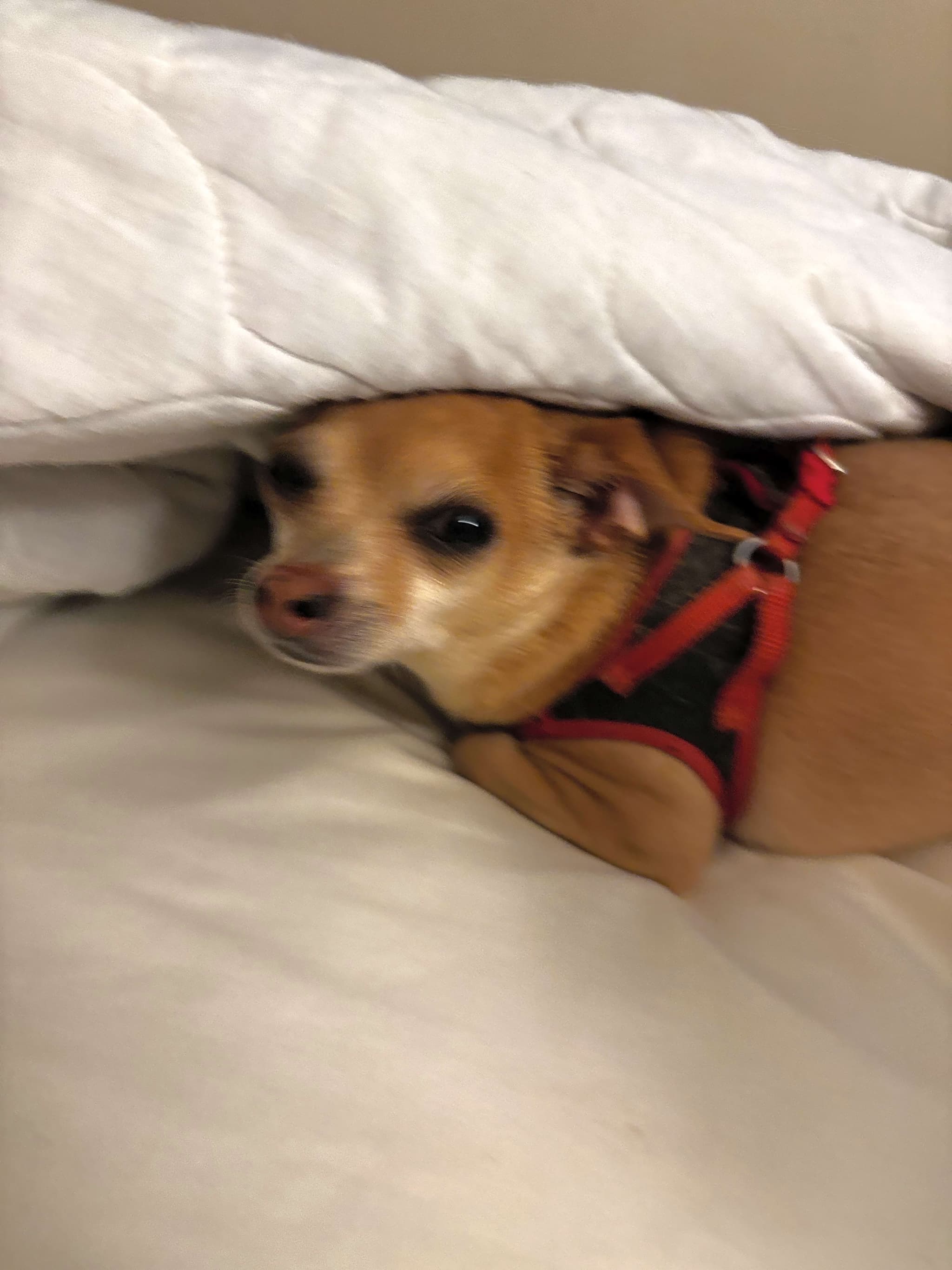 Photo of Peanut