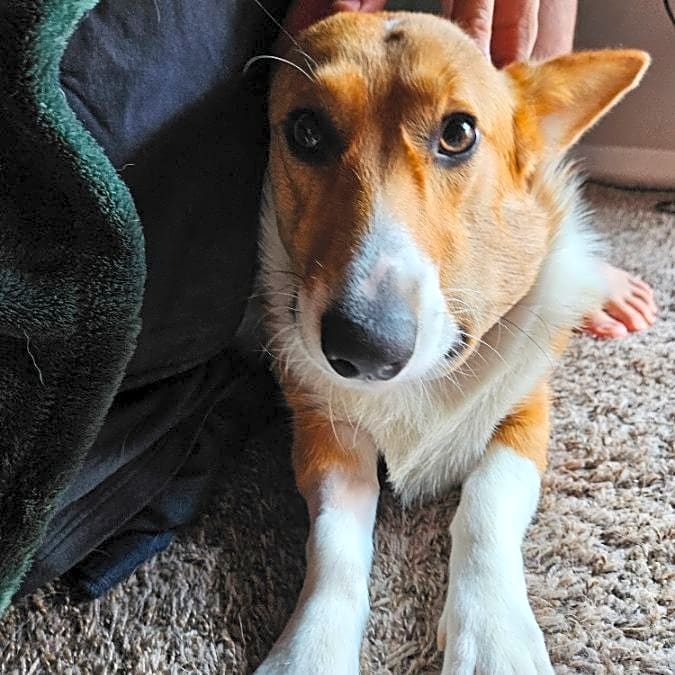 Photo of Beau
