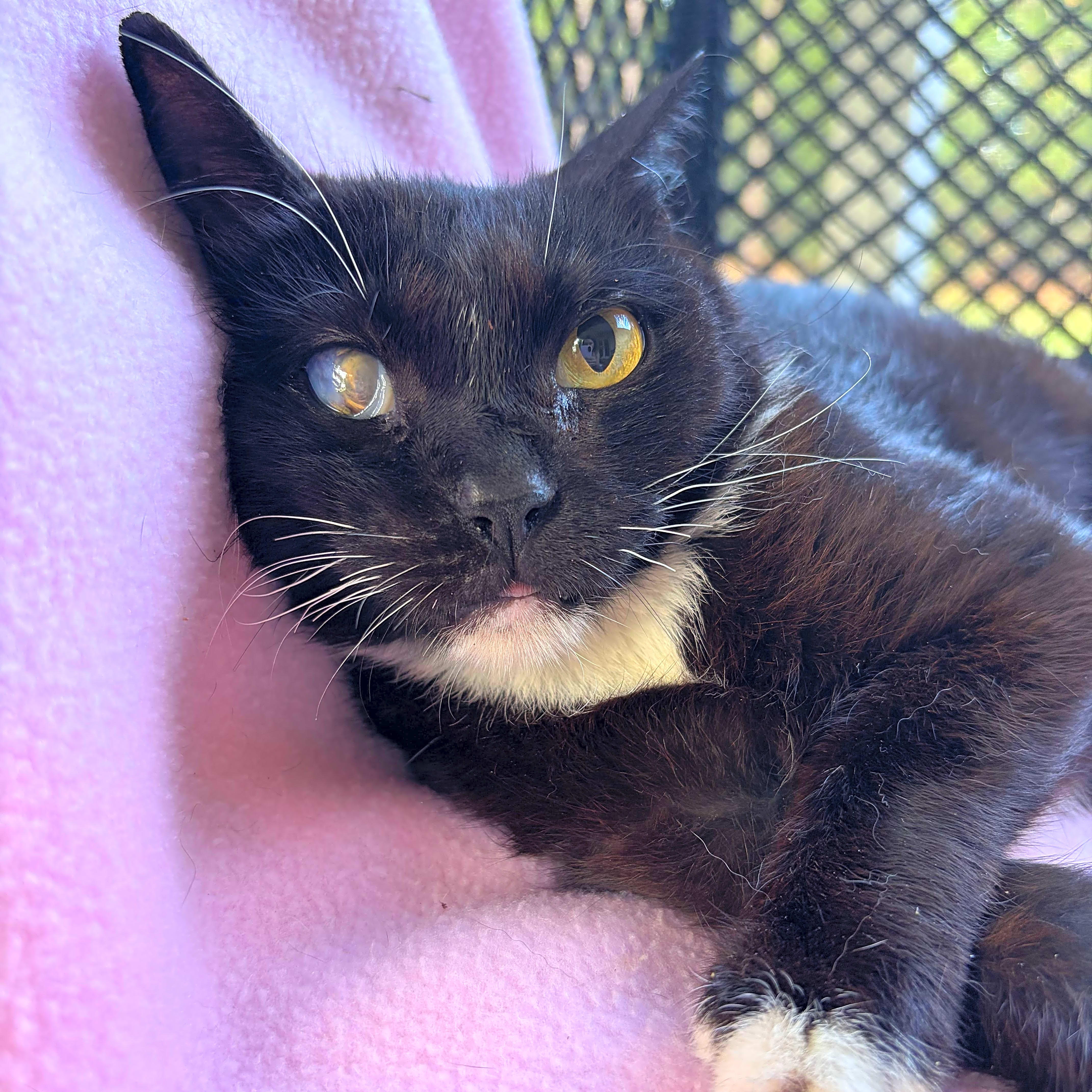 Photo of Nova