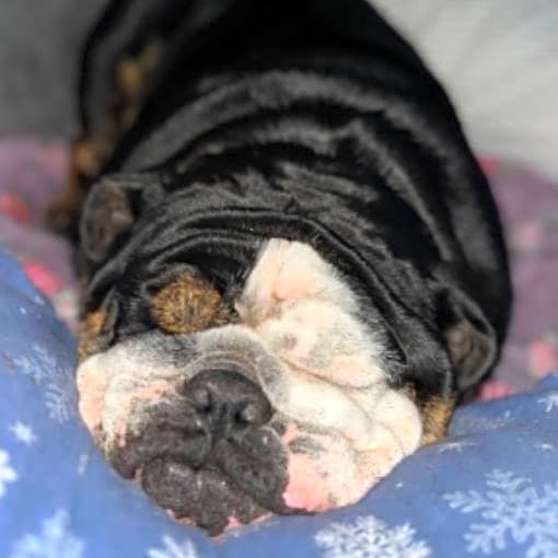 Photo of Cooper