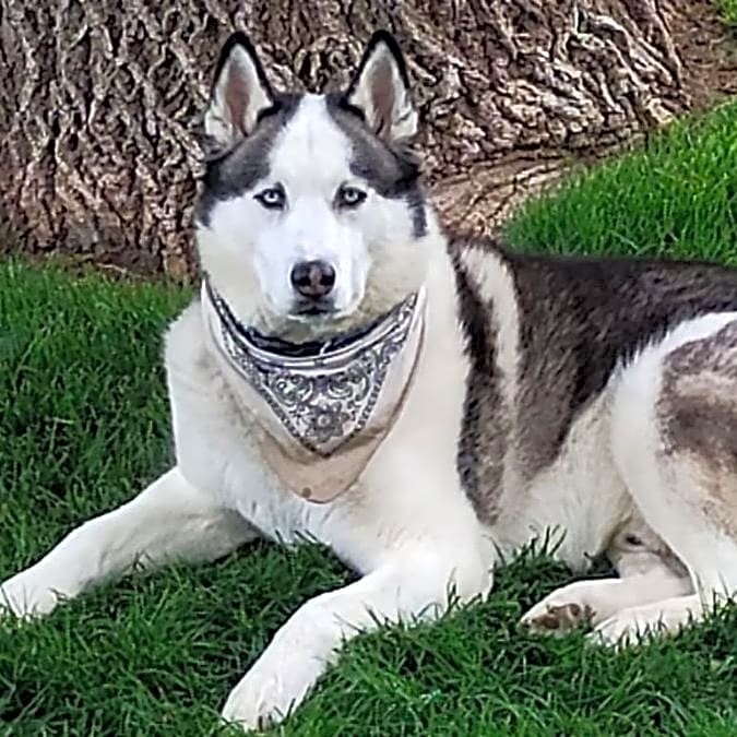 Photo of Koba