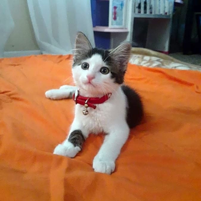 Photo of Fluffy