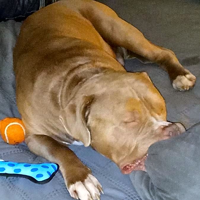 Photo of Buddy