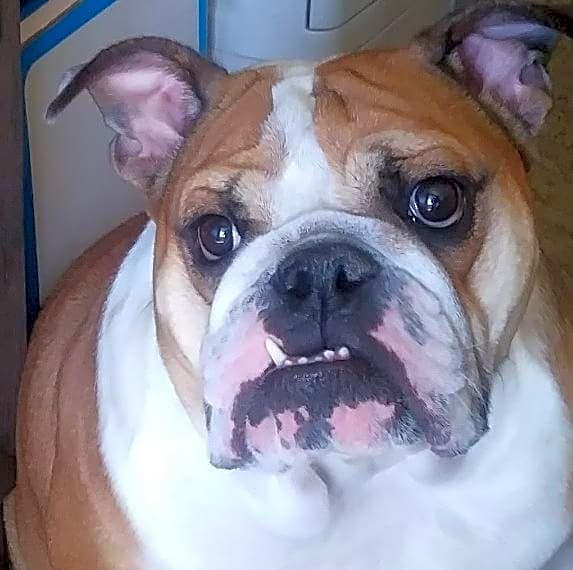 Photo of Princess