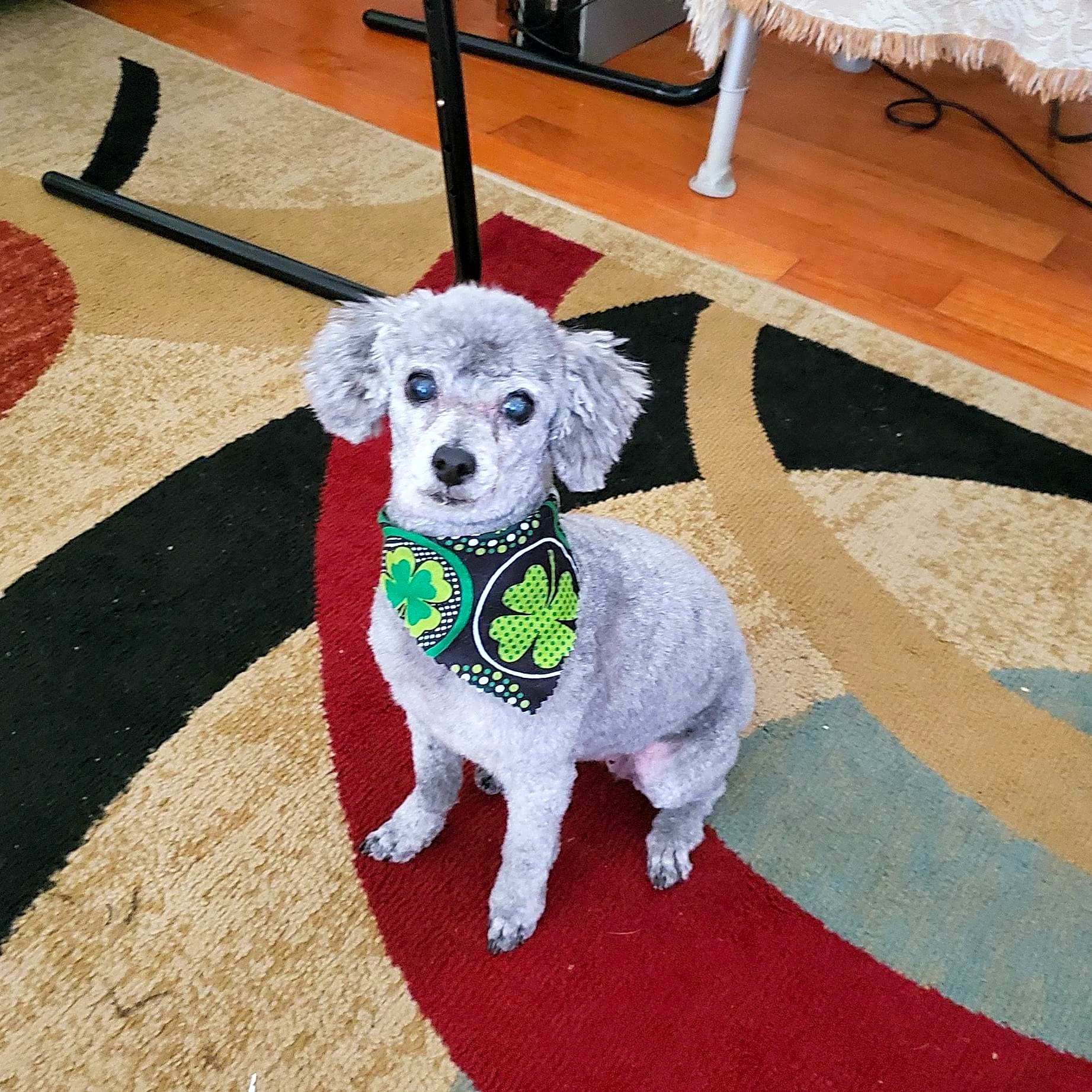 Photo of Bijou