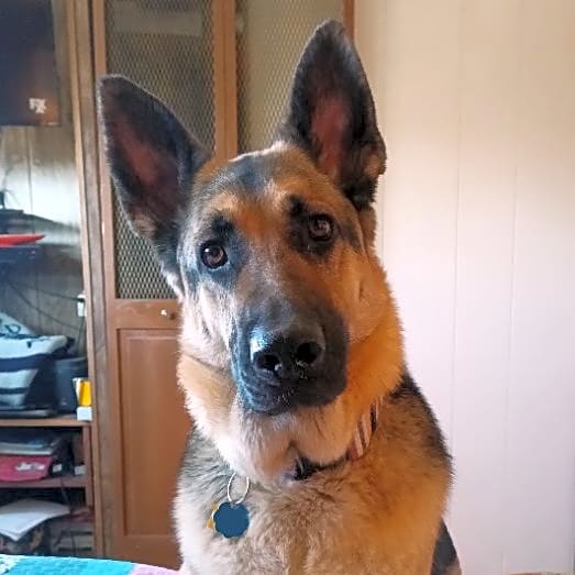 Photo of Thor