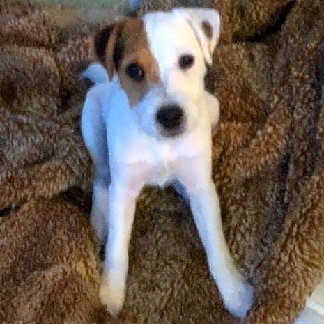 Photo of Patch
