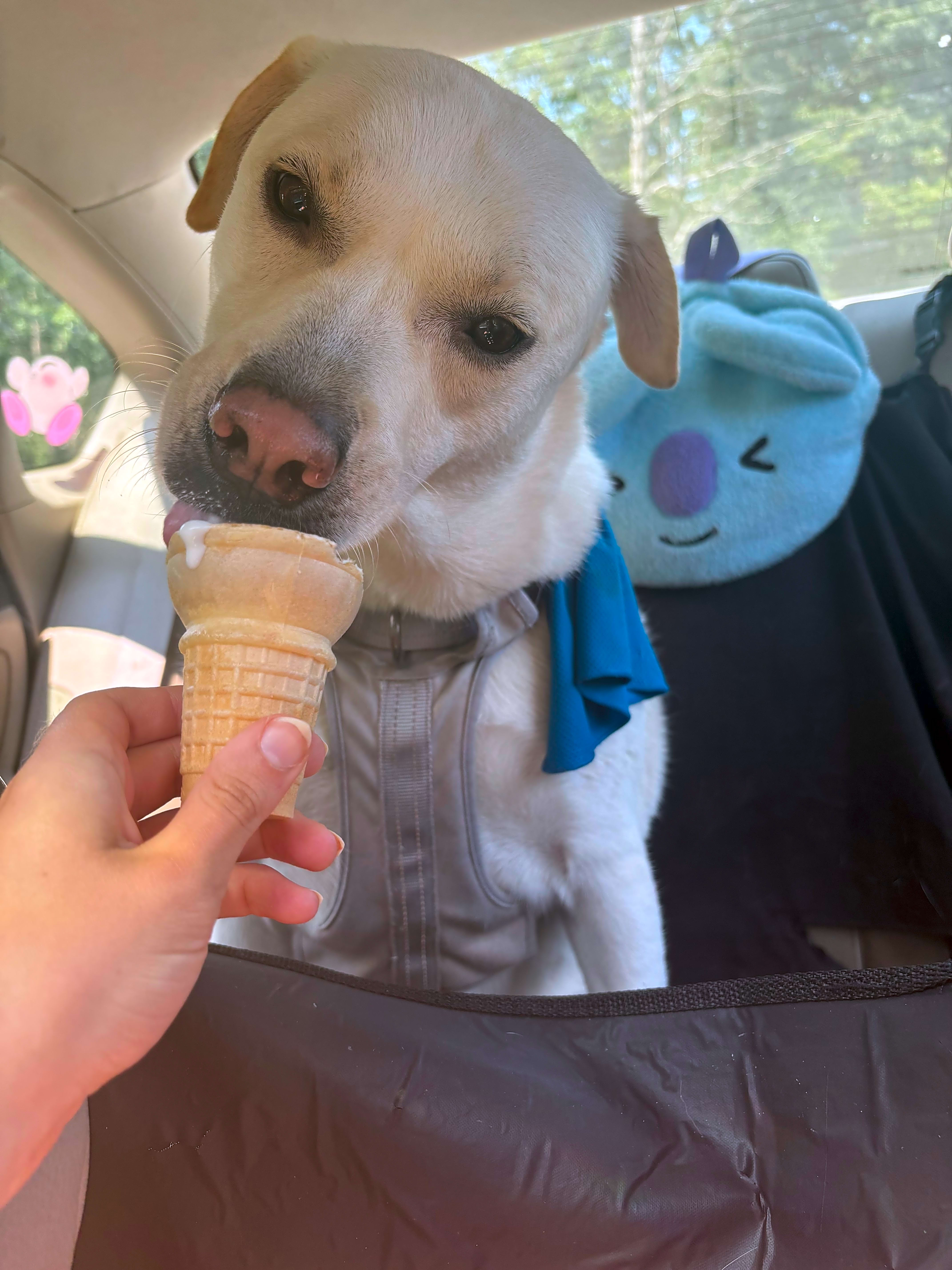 Photo of Sugar