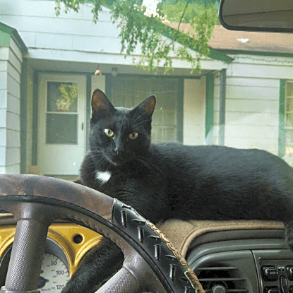 Photo of Blackie