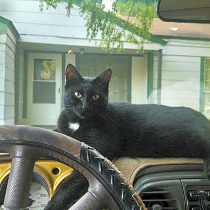 Photo of Blackie