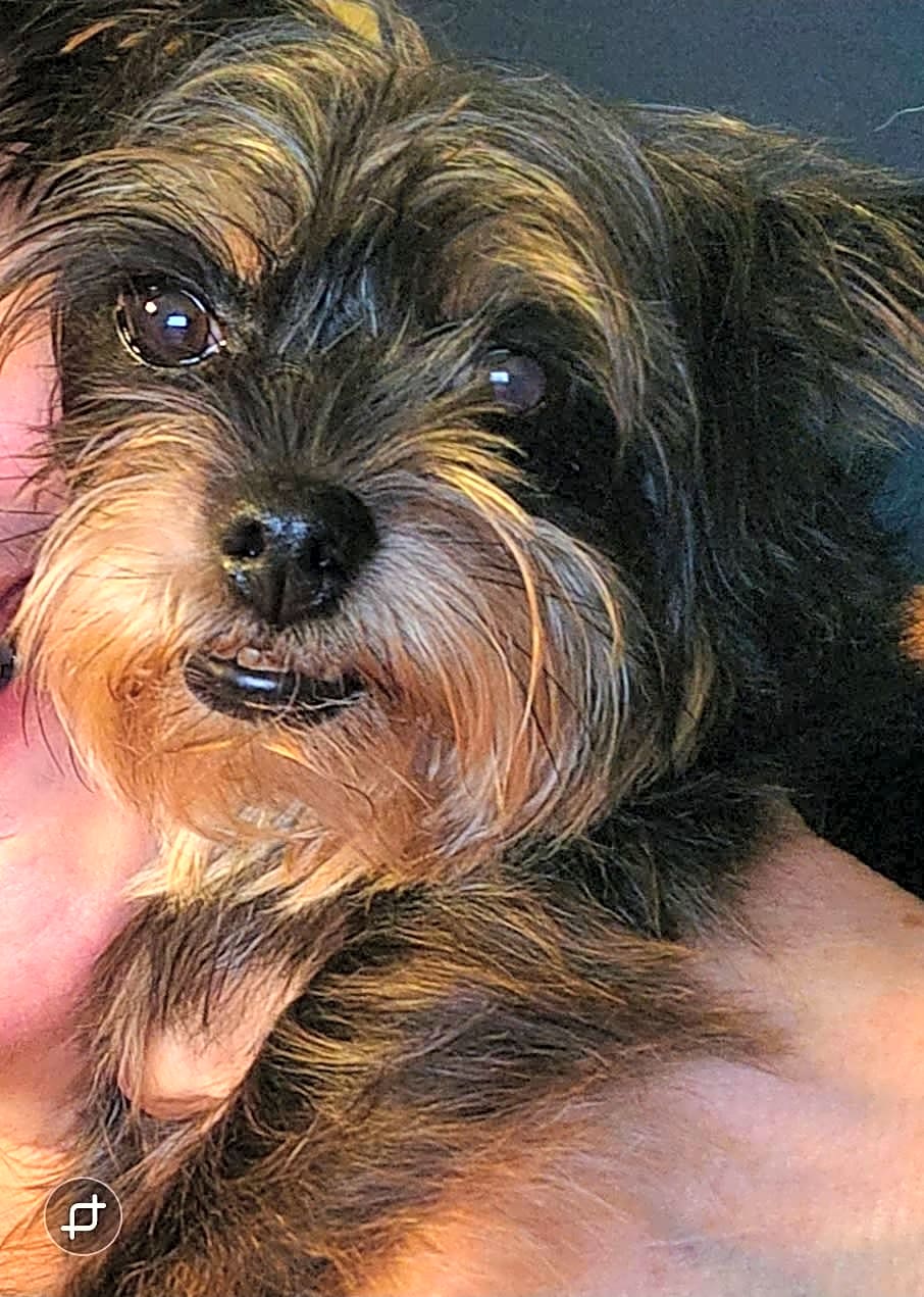 Photo of Annie