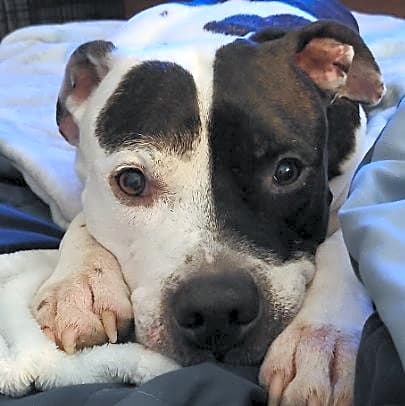 Photo of Tank