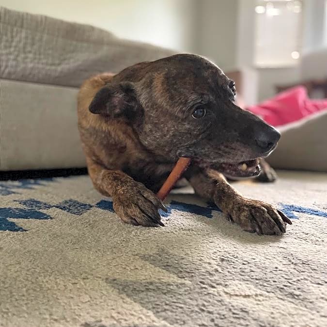 Photo of Bo