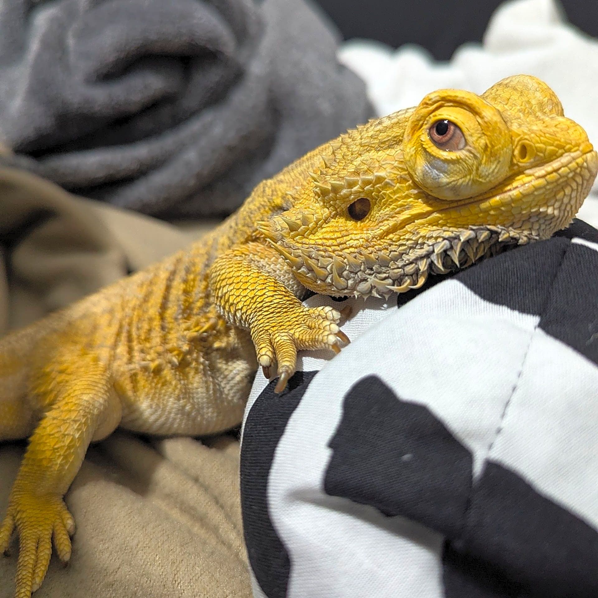 Photo of Diesel Diego